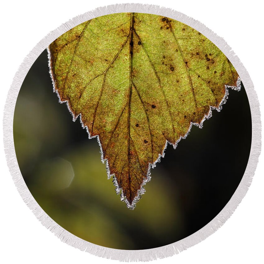 Autumn Round Beach Towel featuring the photograph Frost rimmed leaf in fall by Ulrich Kunst And Bettina Scheidulin