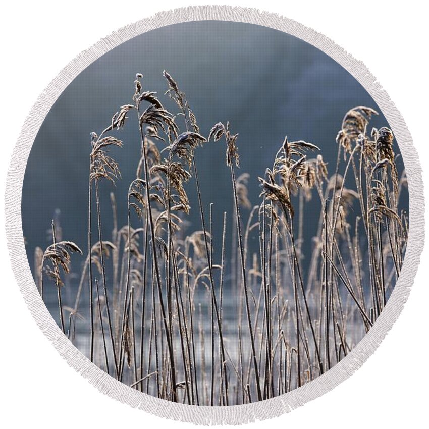 Cold Temperature Round Beach Towel featuring the photograph Frozen Reeds At The Shore Of A Lake by John Short