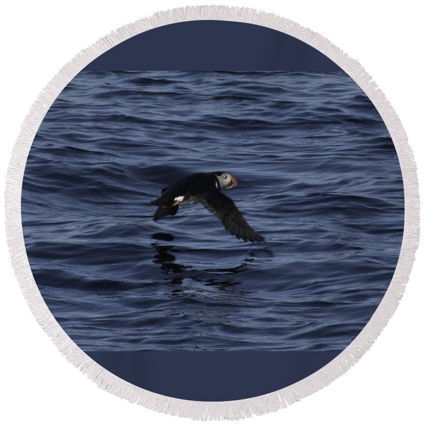 Atlantic Puffin Round Beach Towel featuring the photograph Gliding Puffin by Daniel Hebard