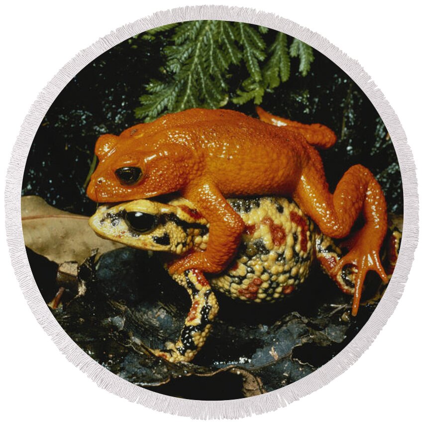 Golden Toad Round Beach Towel featuring the photograph Golden Toads Mating by Gregory G Dimijian MD