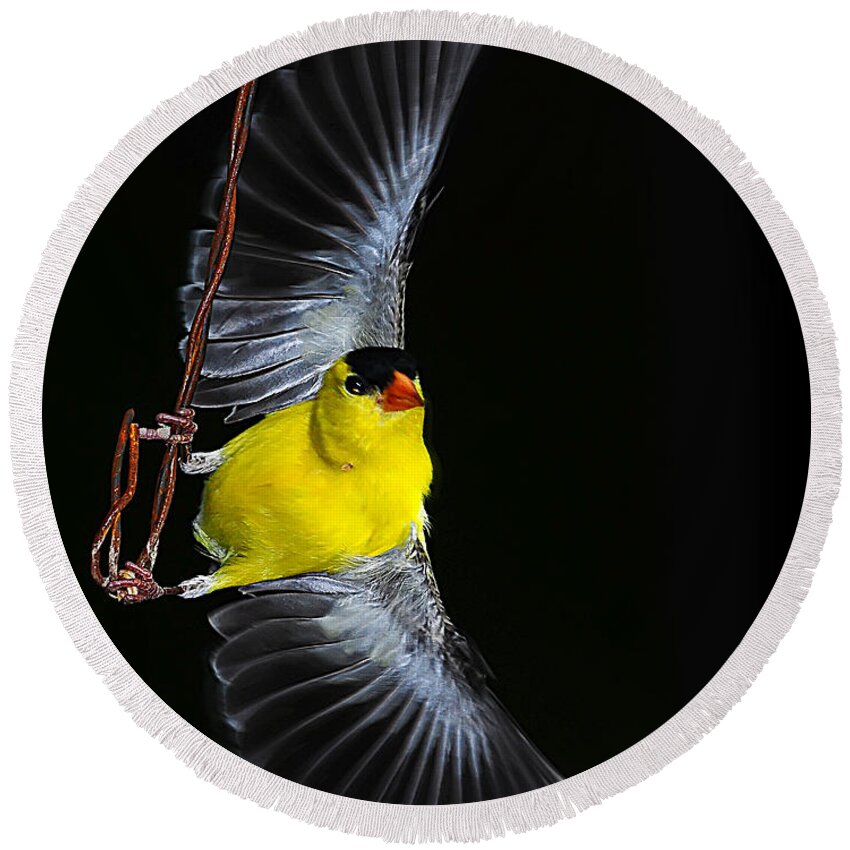 Goldfinch Wire Act Round Beach Towel featuring the photograph Goldfinch high wire act by Randall Branham