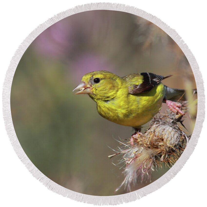 Goldfinch Round Beach Towel featuring the photograph Goldfinch On Thistle by Bruce J Robinson