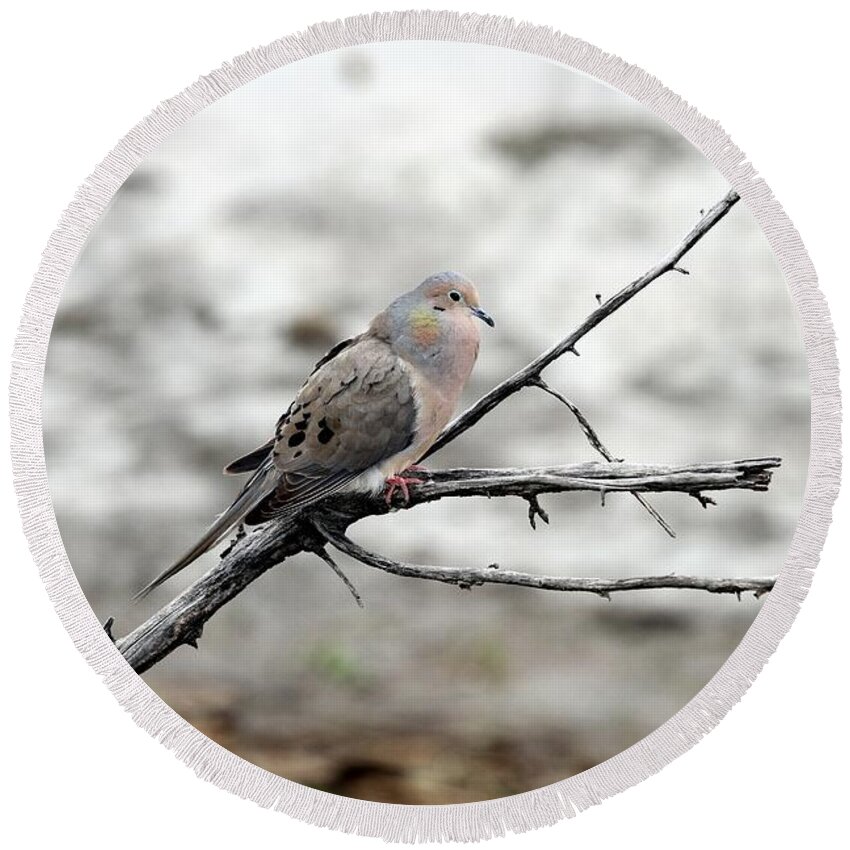 Morning Dove Round Beach Towel featuring the photograph Good Morning Dove by Elizabeth Winter
