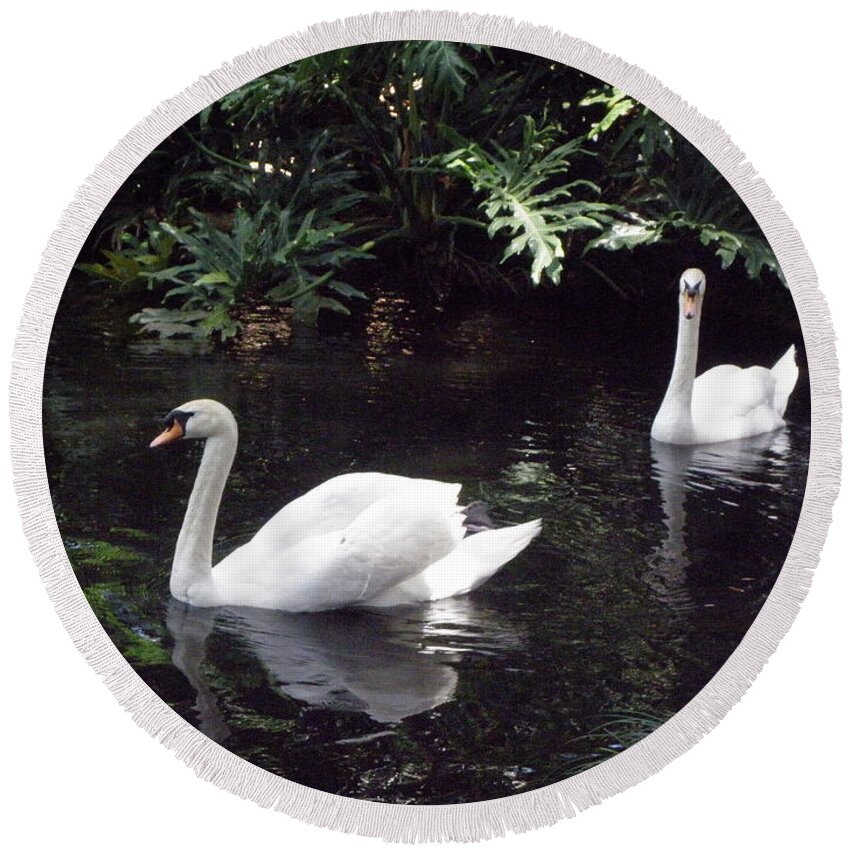 Swan Round Beach Towel featuring the photograph Gracefully Swimming by Kim Galluzzo