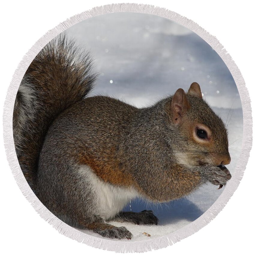 Gray Squirrel Round Beach Towel featuring the photograph Gray Squirrel On Snow by Daniel Reed