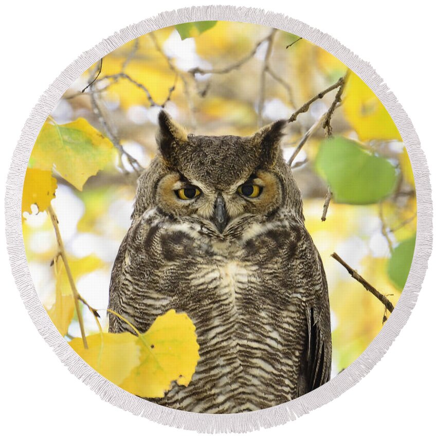 Great Horned Owl Round Beach Towel featuring the photograph Great Horned Owl by Saija Lehtonen