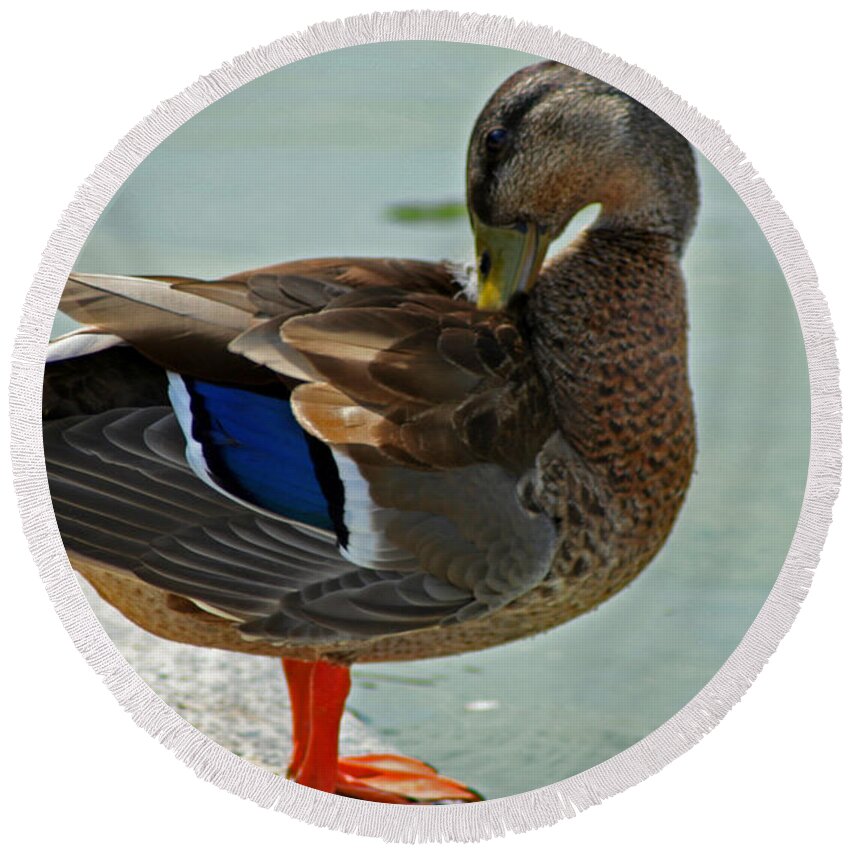 Nature Round Beach Towel featuring the photograph Grooming Mallard by La Dolce Vita