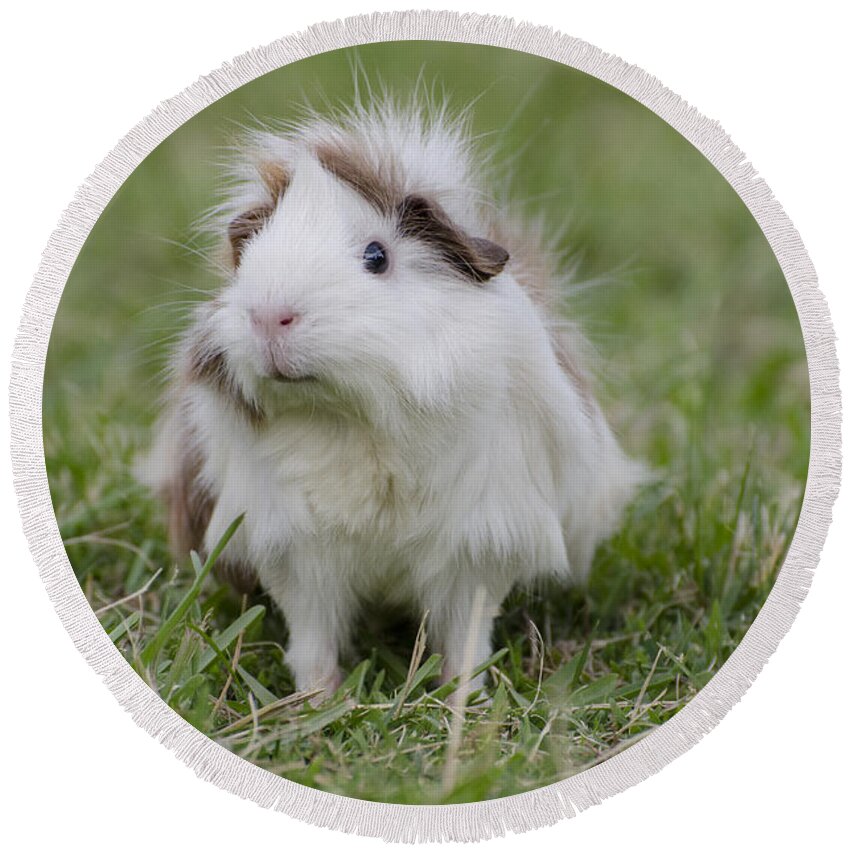 Guinea Pig Round Beach Towel featuring the photograph Have you seen my hairspray? by Jim And Emily Bush