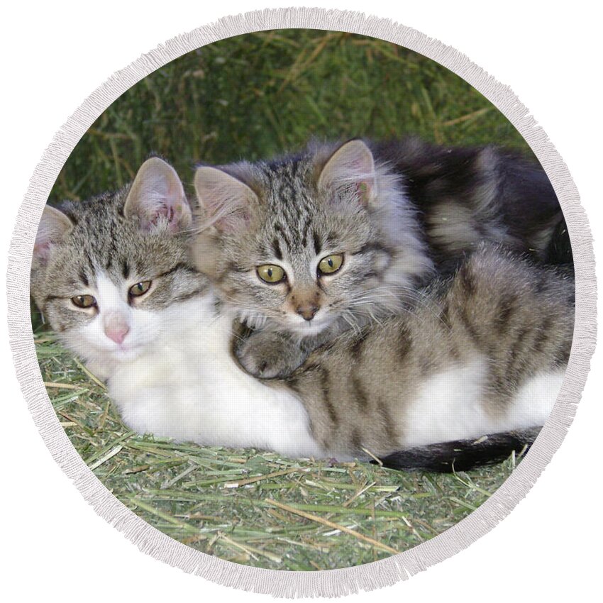 Cat Round Beach Towel featuring the photograph Haystack Buddies by Charles and Melisa Morrison