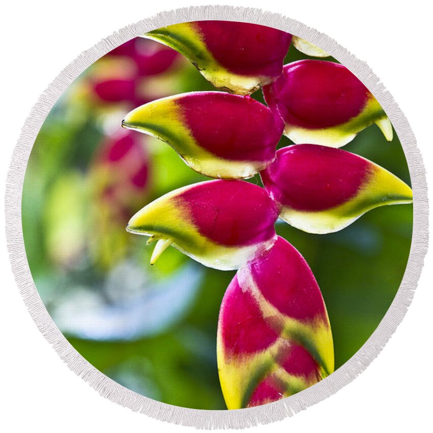 Heliconia Round Beach Towel featuring the photograph Heliconia rostrata by Heiko Koehrer-Wagner