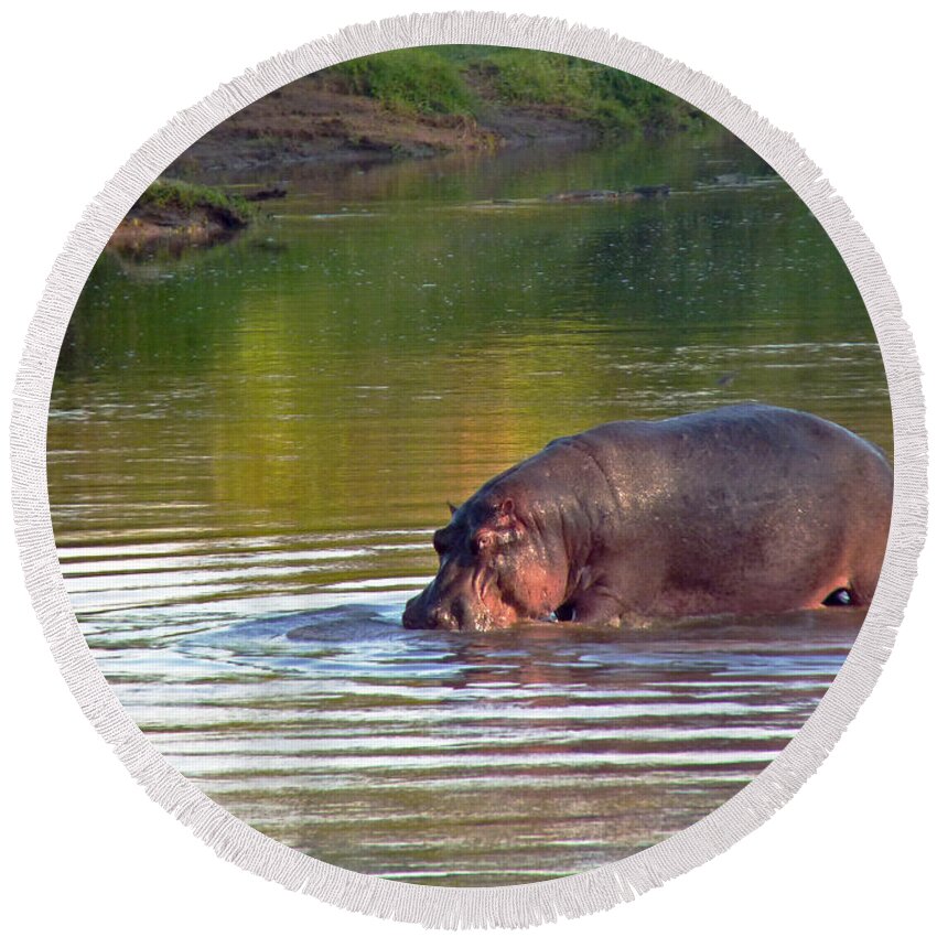 Kenya Round Beach Towel featuring the photograph Hippopotamus in Mara River by Tony Murtagh