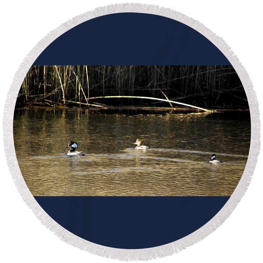 Hooded Round Beach Towel featuring the photograph Hooded Mergansers by Kim Galluzzo
