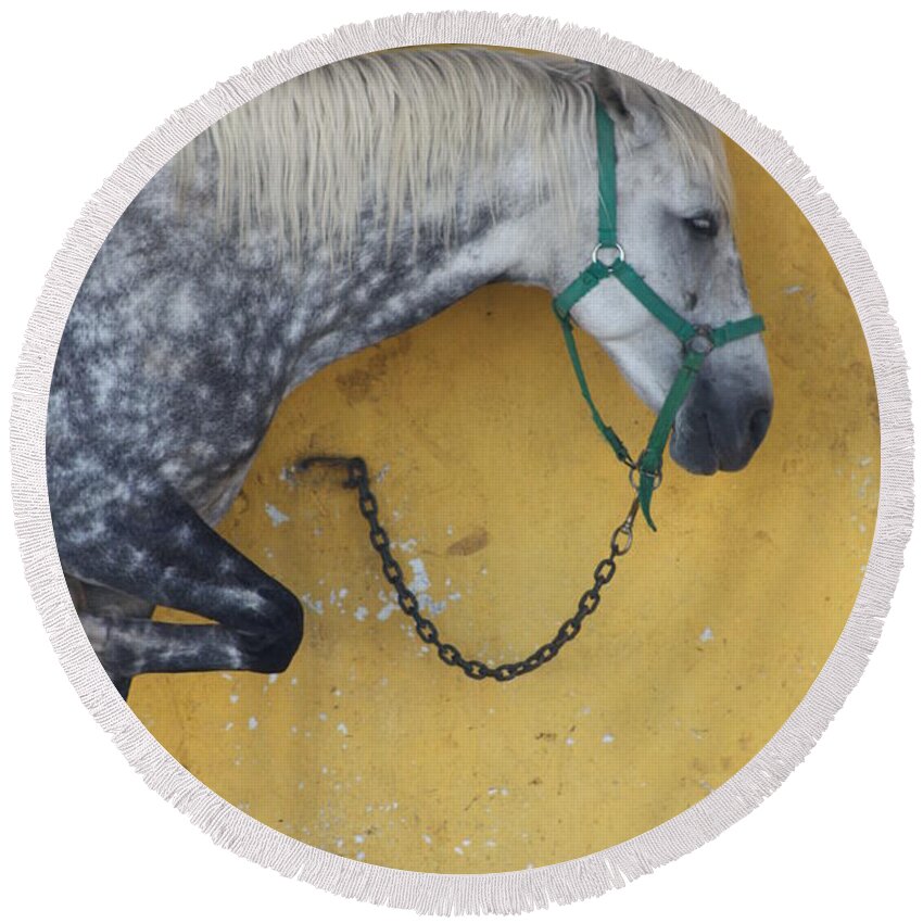 Horse Round Beach Towel featuring the photograph Horse by Rogerio Mariani