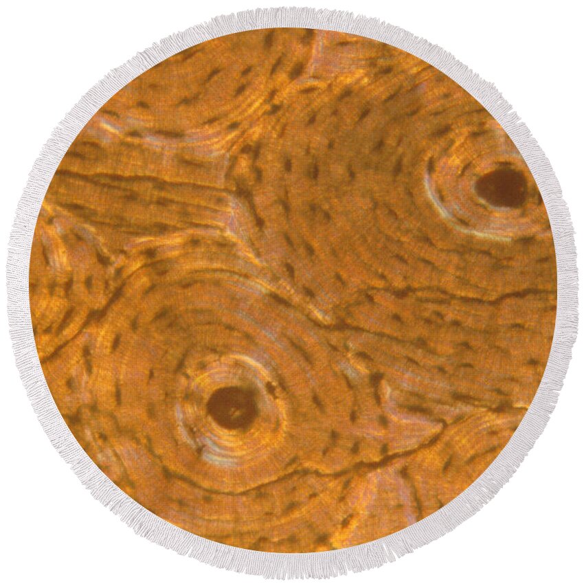 Human Bone Round Beach Towel featuring the photograph Human Bone Cells by Eric V. Grave