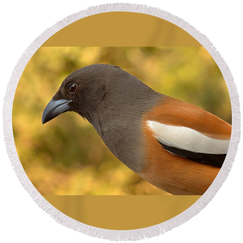 3003 Round Beach Towel featuring the photograph Indian Treepie. A portrait. by Fotosas Photography