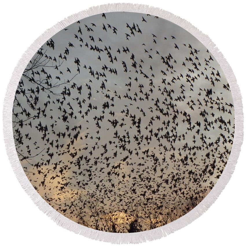 Starlings Round Beach Towel featuring the photograph Invasion Of The Birds by Kim Galluzzo Wozniak