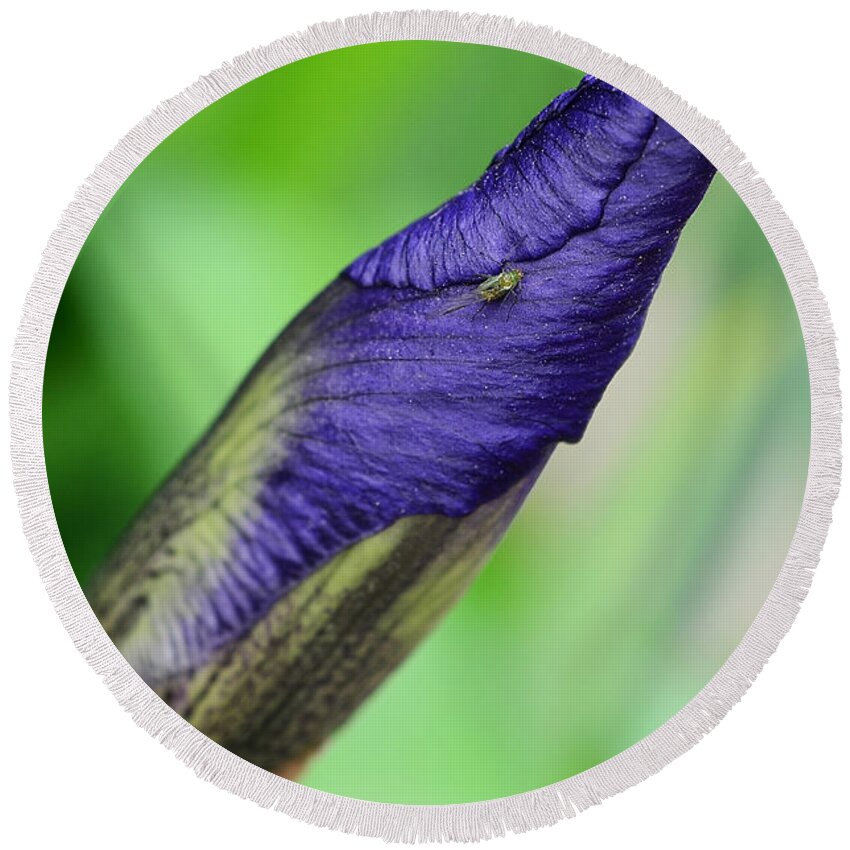 Iris And Friend Round Beach Towel featuring the photograph Iris and Friend by Lisa Phillips