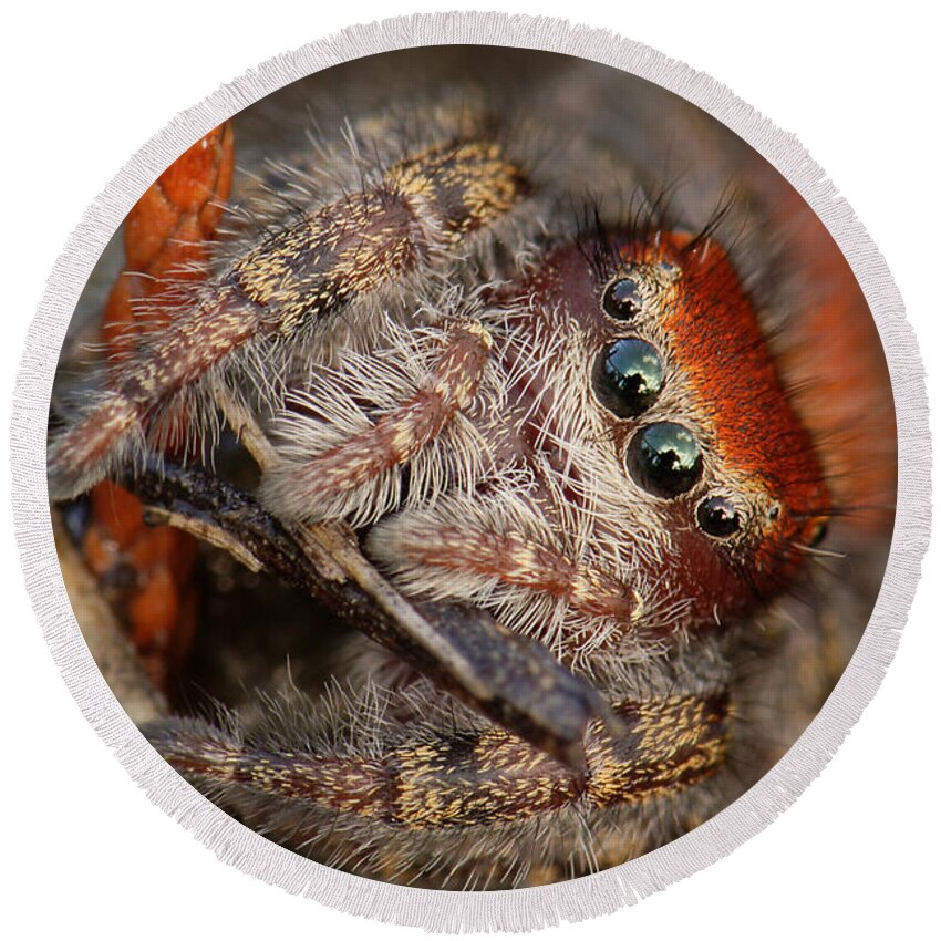 Phidippus Cardinalis Round Beach Towel featuring the photograph Jumping Spider Portrait by Daniel Reed