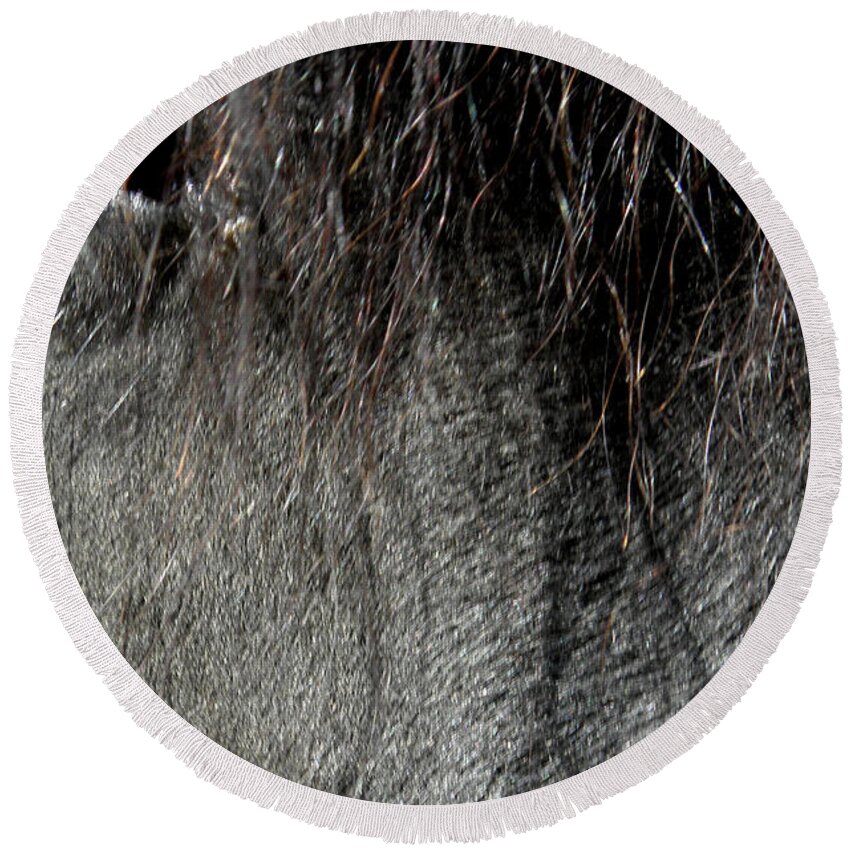 Horse Round Beach Towel featuring the photograph Just A Glimpse by Kim Galluzzo