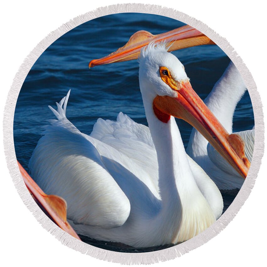 American White Pelican Round Beach Towel featuring the photograph Just Hanging Out by Andrew McInnes