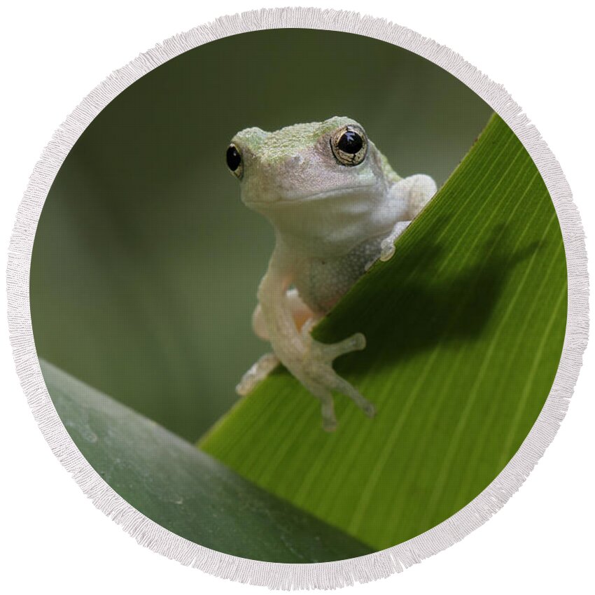 Grey Treefrog Round Beach Towel featuring the photograph Juvenile Grey Treefrog by Daniel Reed
