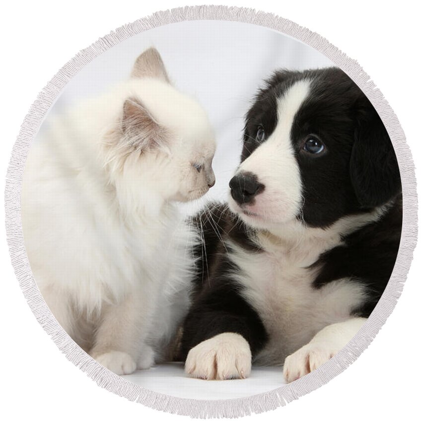 Animal Round Beach Towel featuring the photograph Kitten And Border Collie Pup by Mark Taylor