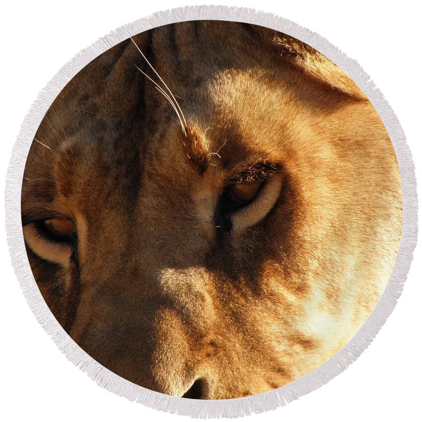 Lion Round Beach Towel featuring the photograph Kumba the Lioness by Kim Galluzzo