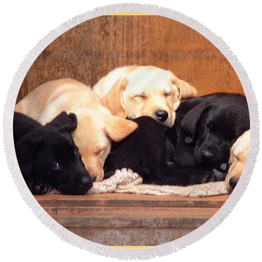 Labrador Round Beach Towel featuring the photograph Labrador puppies sleeping by Richard James Digance