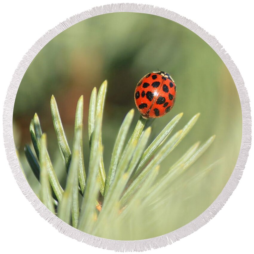 Ladybug Round Beach Towel featuring the photograph Lady Beetle on a Needle by Penny Meyers