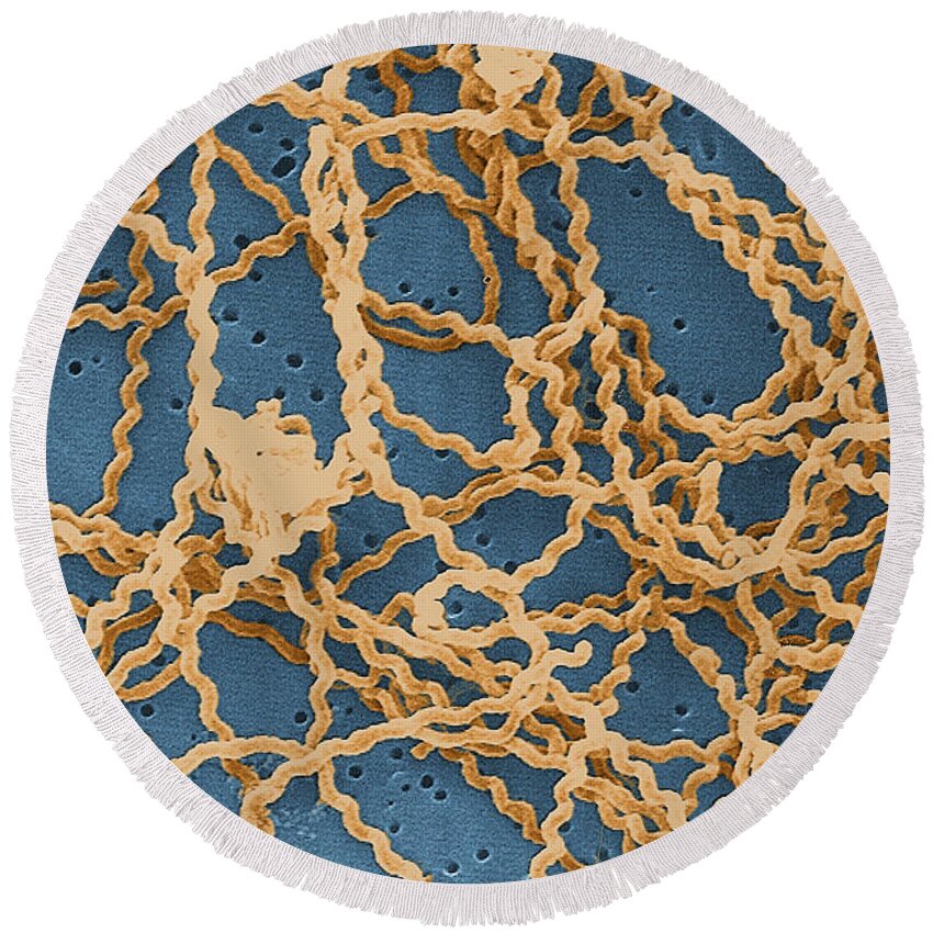 Spirochete Round Beach Towel featuring the photograph Leptospira by Science Source