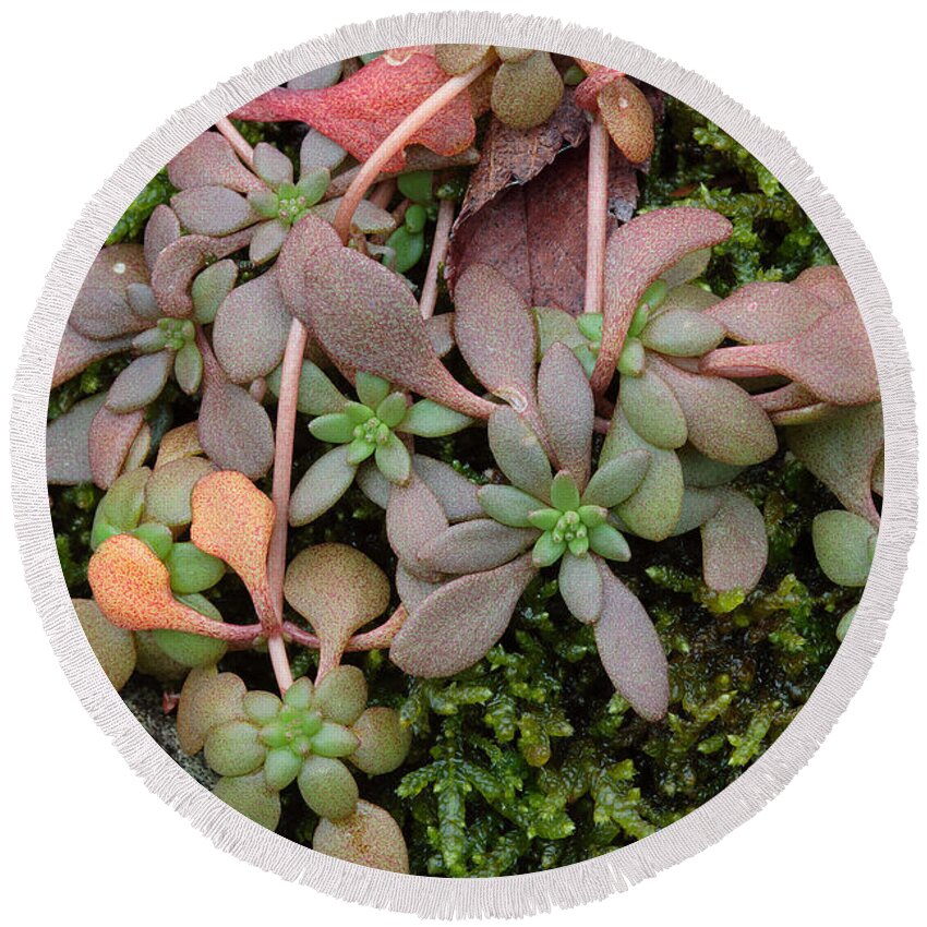 Sedum Pulchellum Round Beach Towel featuring the photograph Lime Stonecrop Leaves In Winter by Daniel Reed