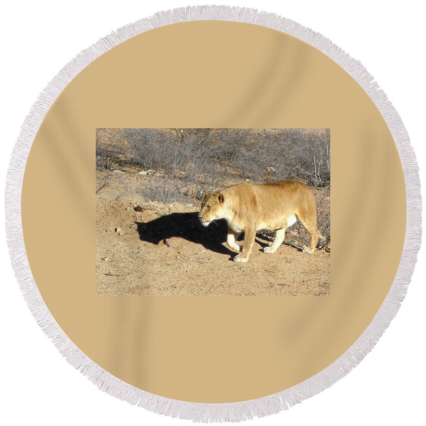 Lion Round Beach Towel featuring the photograph Lioness prowl by Kim Galluzzo
