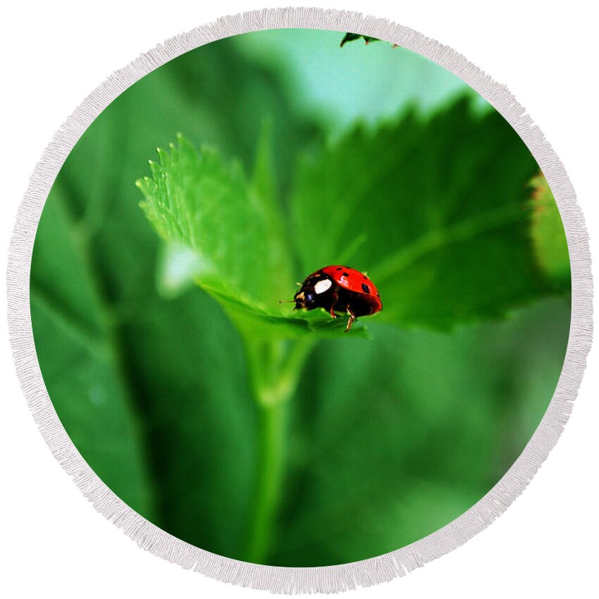 Ladybug Round Beach Towel featuring the photograph Little Red Lady by Lori Tambakis