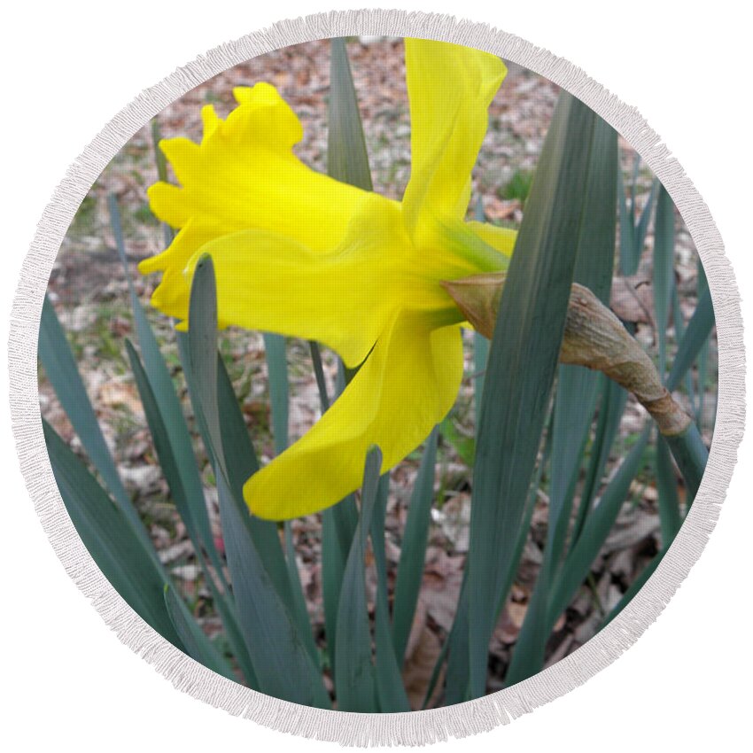 Daffodil Round Beach Towel featuring the photograph Long Trumpet Daff by Kim Galluzzo