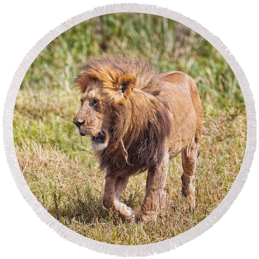 Lion Round Beach Towel featuring the photograph Looking for a Partner by Perla Copernik