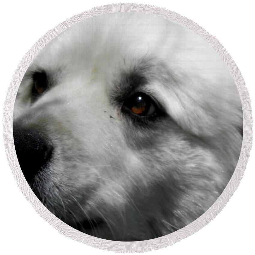 Great Pyrenees Round Beach Towel featuring the photograph Loving eyes and Face by Kim Galluzzo Wozniak