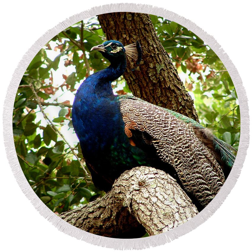 Peacock Round Beach Towel featuring the photograph Majestic by David Weeks