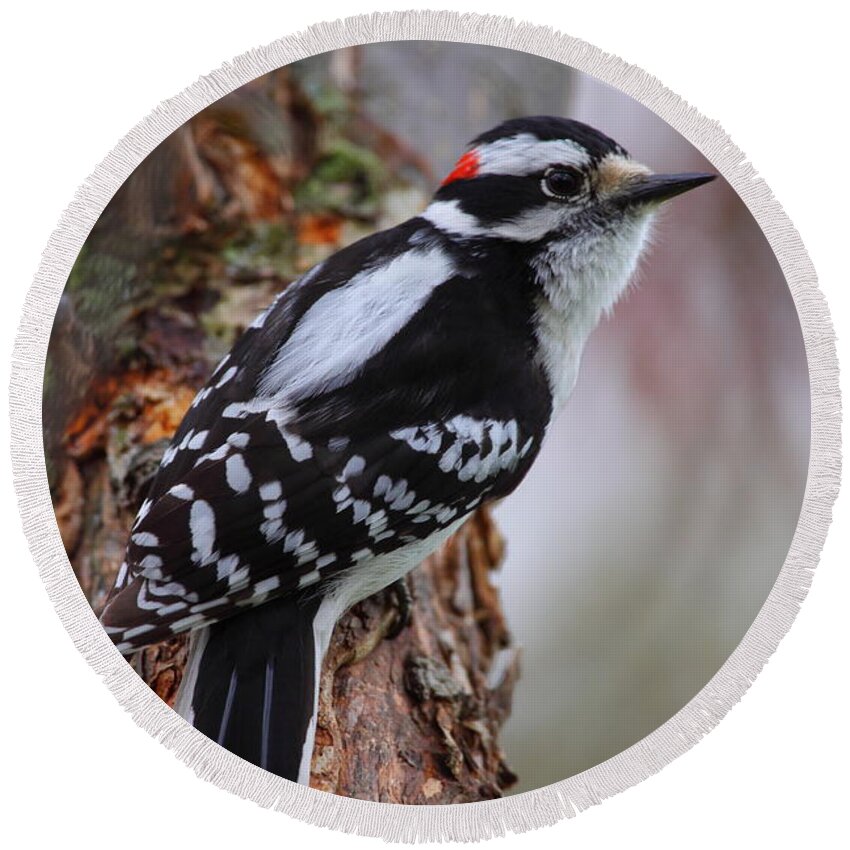 Woodpecker Round Beach Towel featuring the photograph Male Downy Woodpecker by Bruce J Robinson