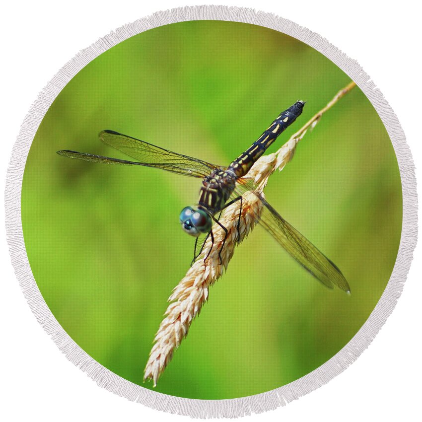 Dragonfly Round Beach Towel featuring the photograph Meadowhawk by Rodney Campbell