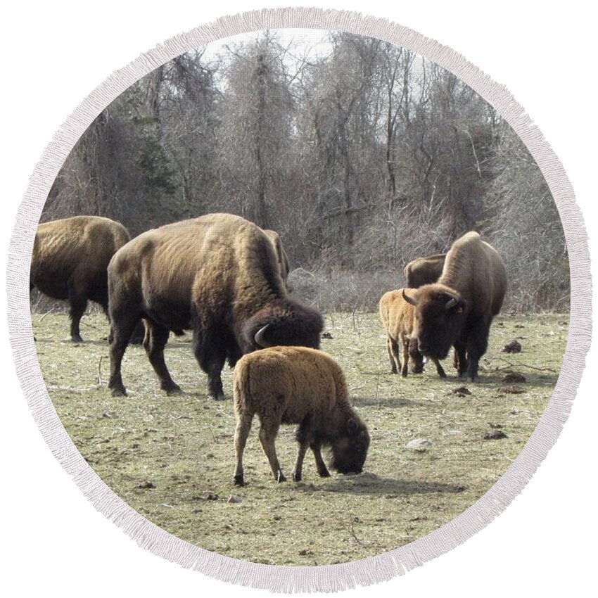 Buffalo Round Beach Towel featuring the photograph Moms and Babies by Kim Galluzzo
