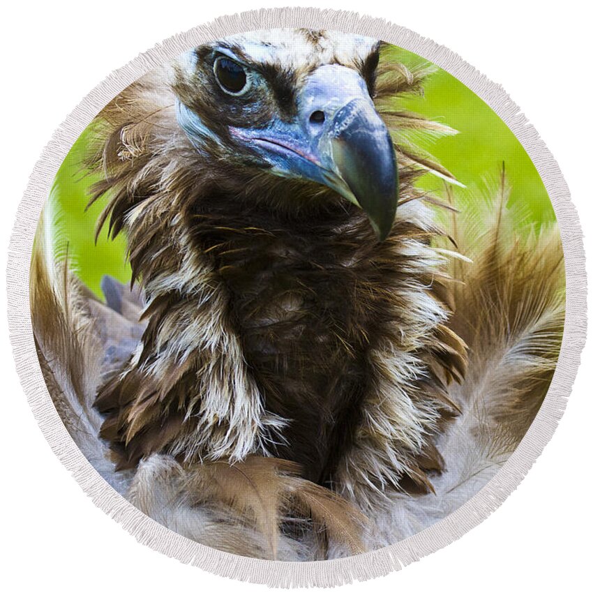 Black Vulture Round Beach Towel featuring the photograph Monk Vulture 4 by Heiko Koehrer-Wagner