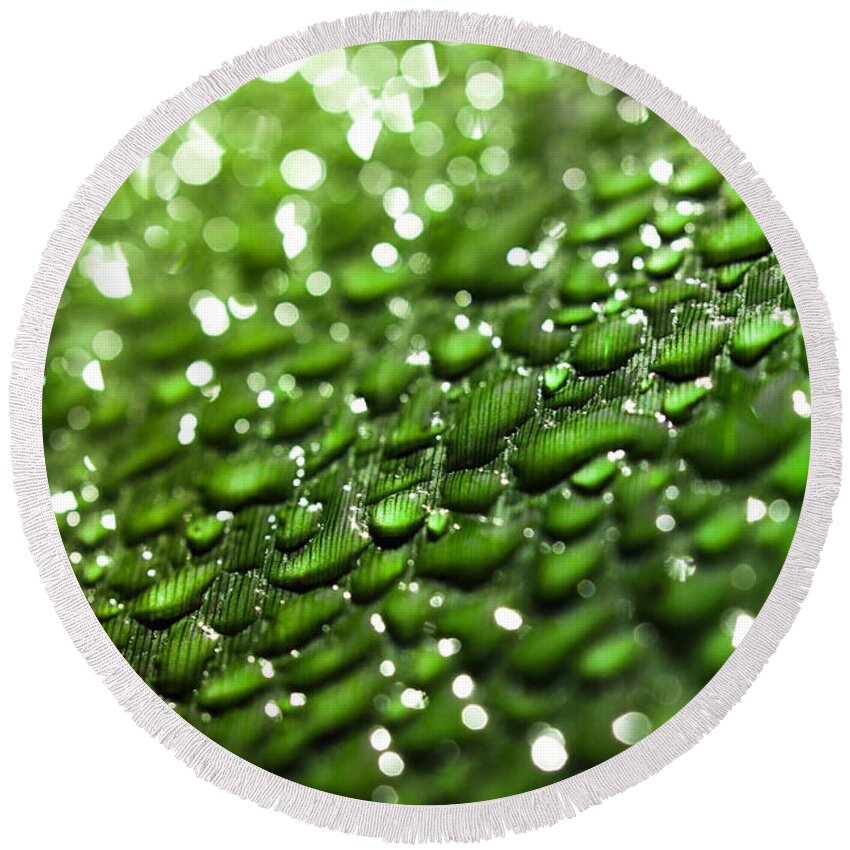 Drops Round Beach Towel featuring the photograph Morning dew on plant leaf by Simon Bratt