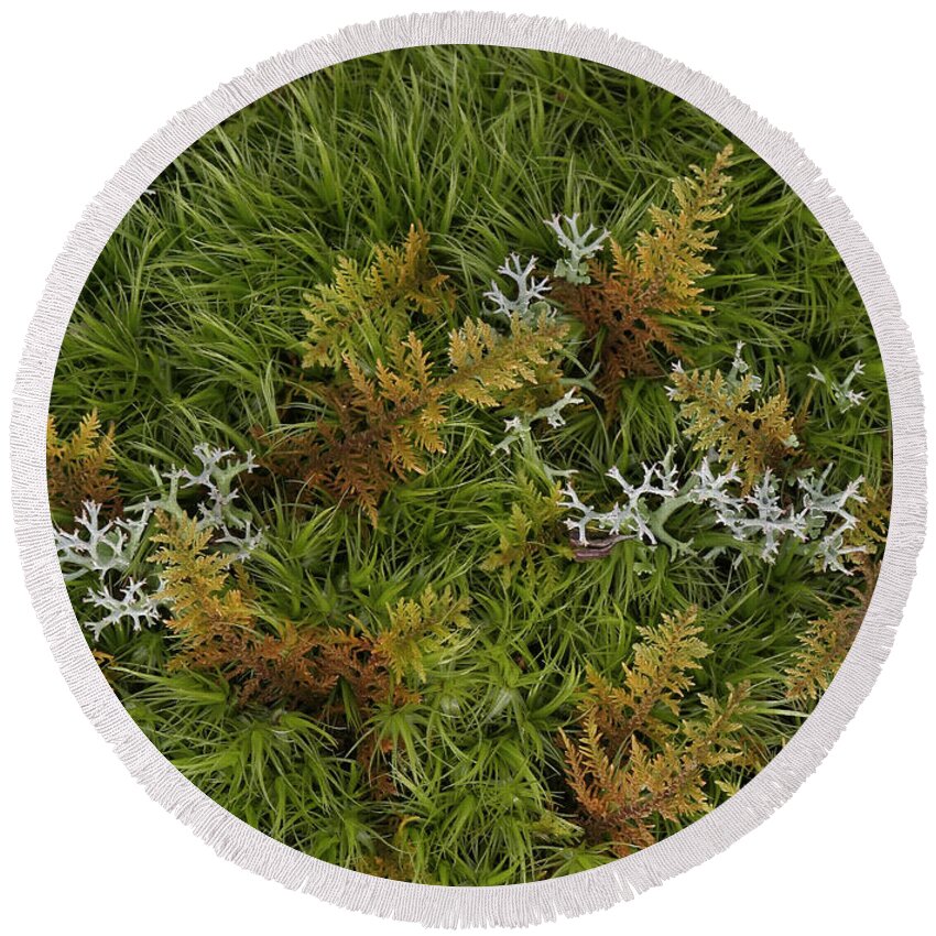 Bryophyta Round Beach Towel featuring the photograph Moss And Lichen by Daniel Reed