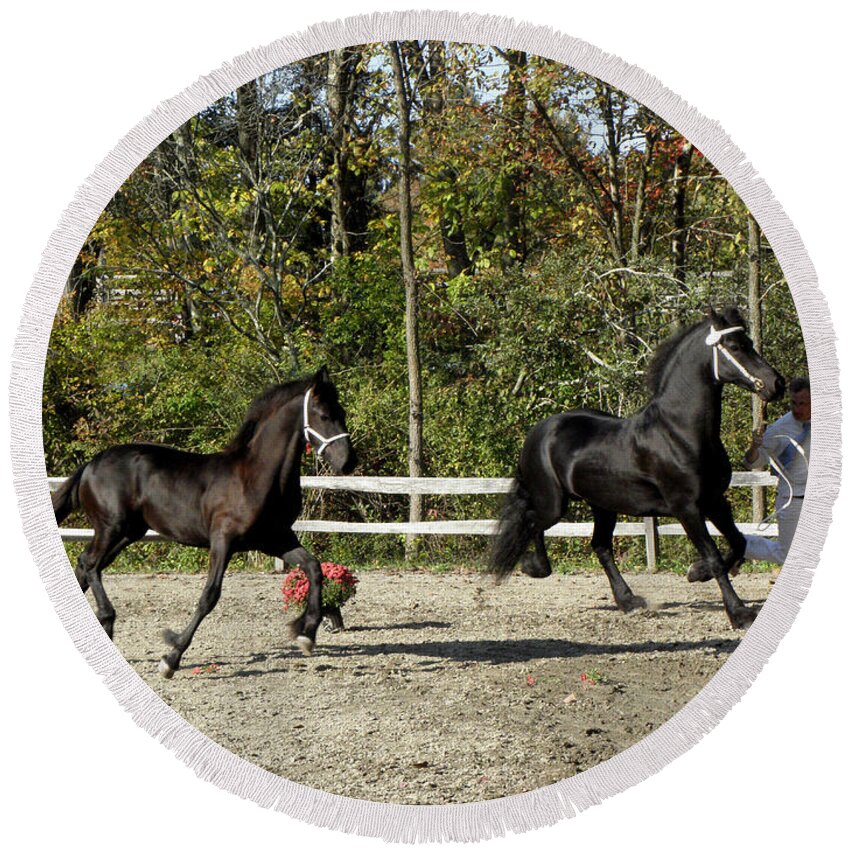 Friesian Horse Round Beach Towel featuring the photograph Mother and Son competing by Kim Galluzzo