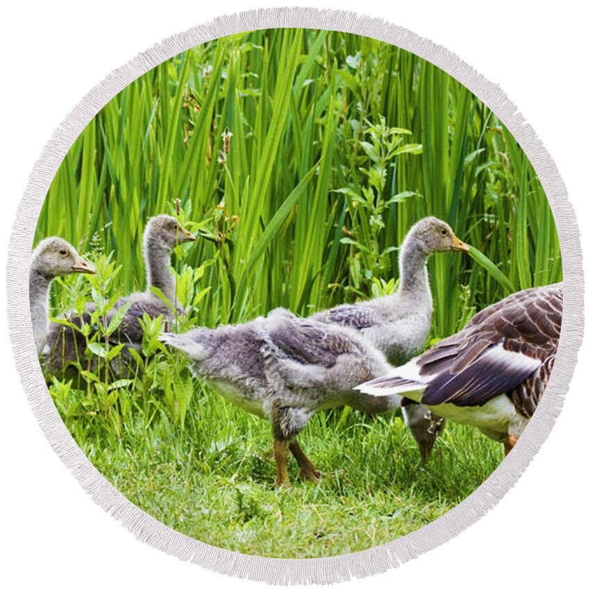Aloof Round Beach Towel featuring the photograph Mother goose leading goslings by Simon Bratt