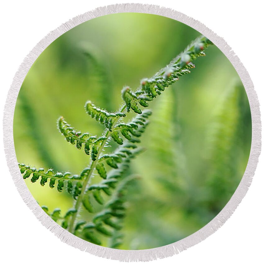 Fern Round Beach Towel featuring the photograph Mountain Fern by Lois Bryan