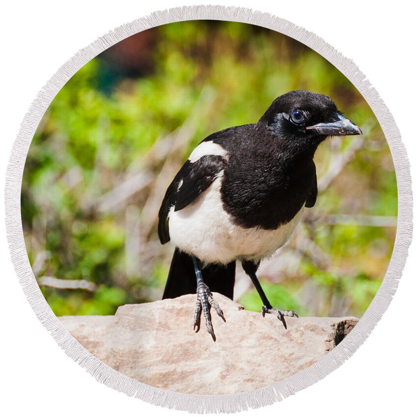 Magpie Round Beach Towel featuring the photograph Mr. Magpie by Cheryl Baxter