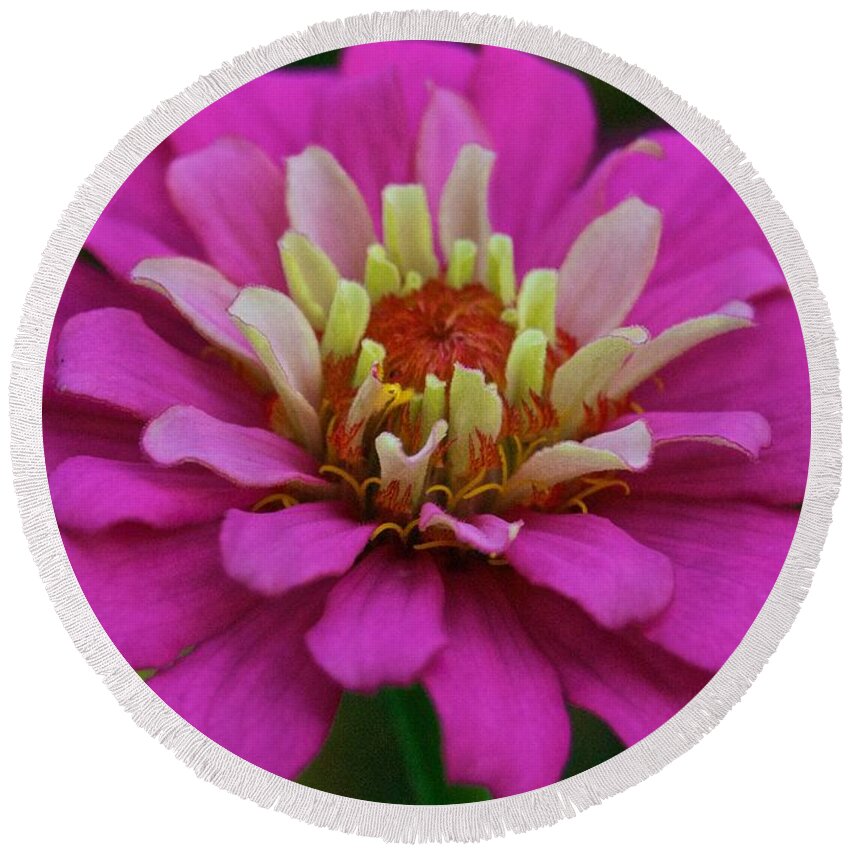 Annual Round Beach Towel featuring the photograph Multicolored Zinnia 9476 4268 by Michael Peychich