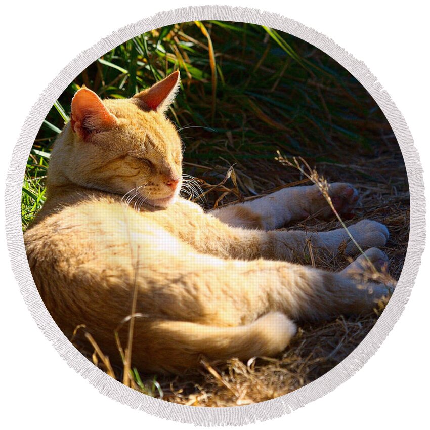 Cat Round Beach Towel featuring the photograph Napping Orange Cat by Chriss Pagani