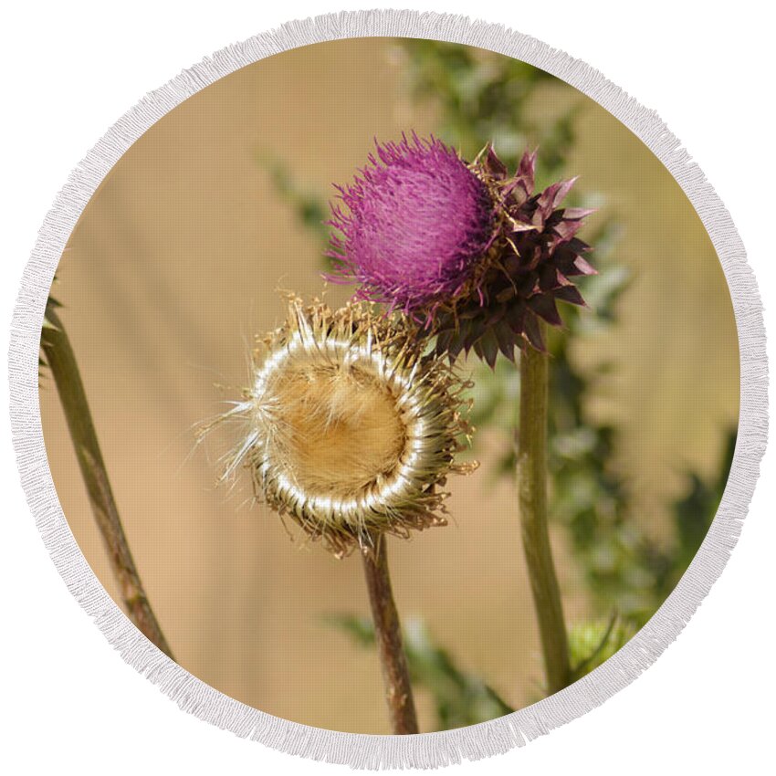 Fine Art Round Beach Towel featuring the photograph New Mexico Thistle II by Donna Greene